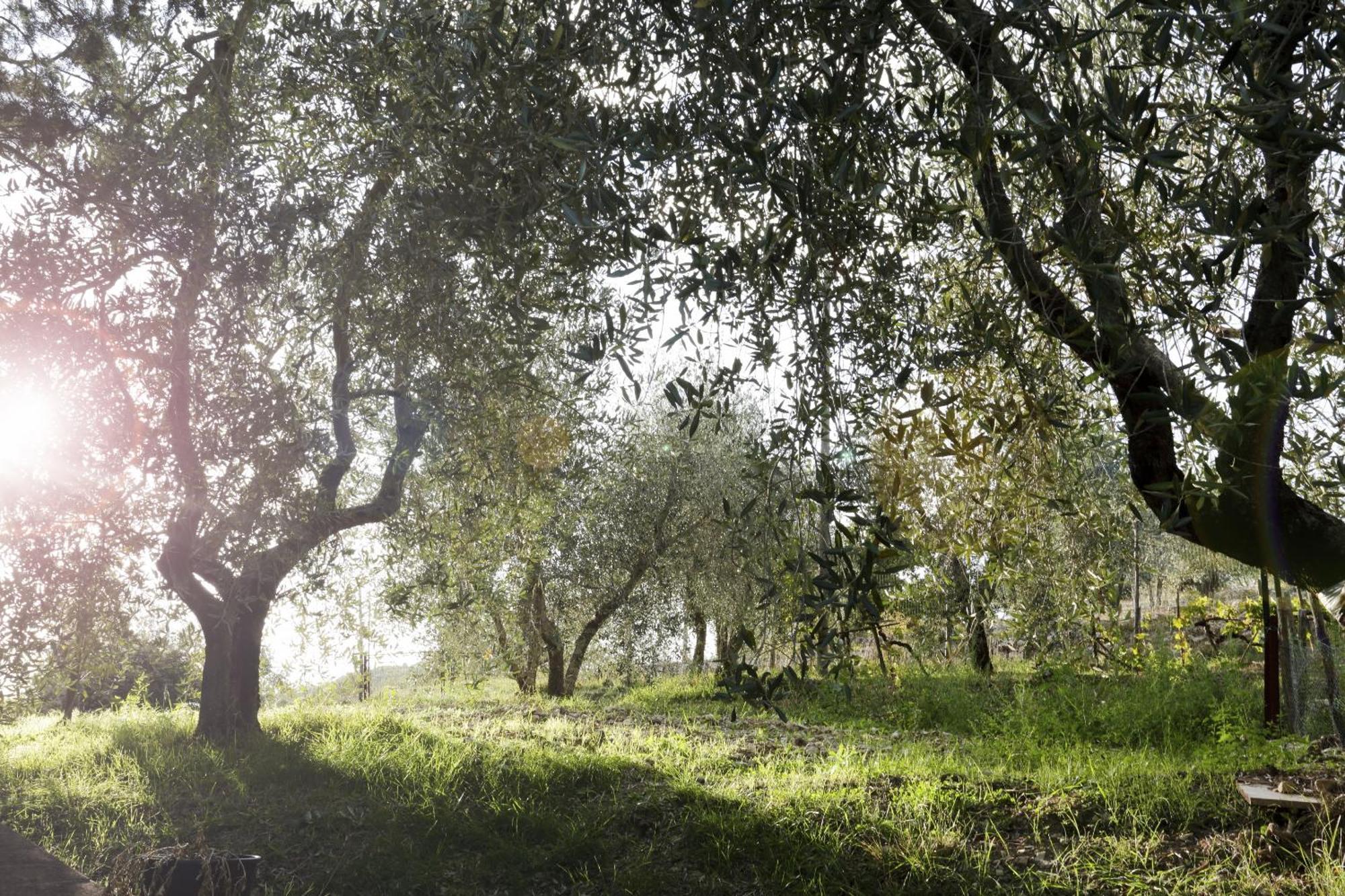 Country House Sofiavillas Gaiole in Chianti Exteriér fotografie